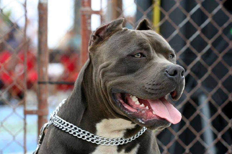 Американский питбультерьер оскал