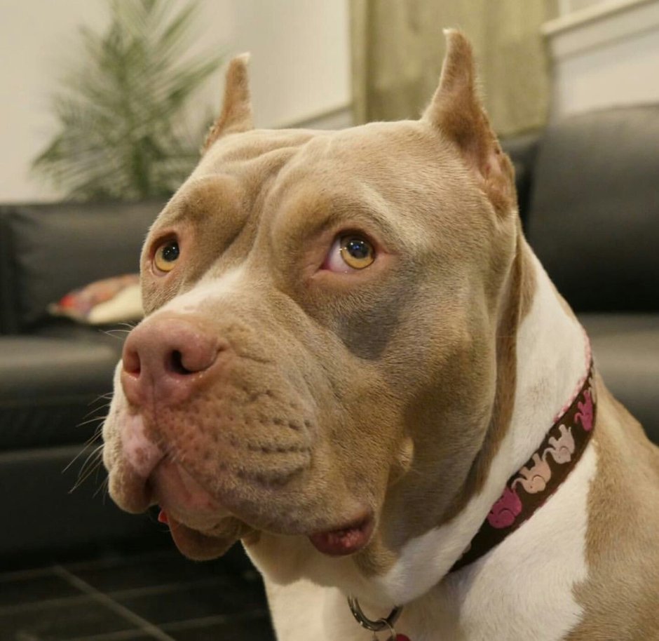 Бриндизская Бойцовая собака