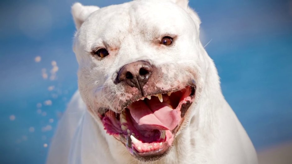 Аргентинский дог