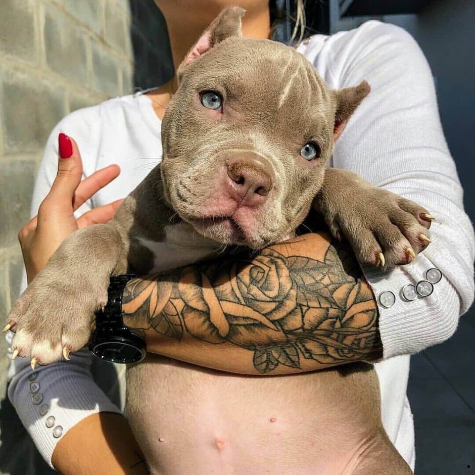 Питбуль с человеком