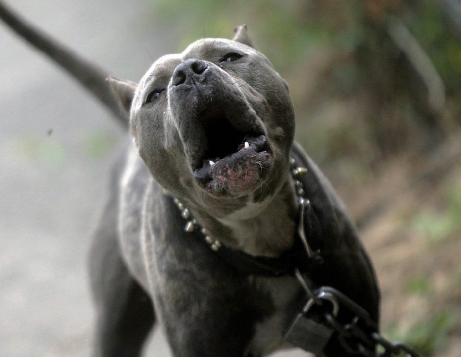 Страшная Боевая собака