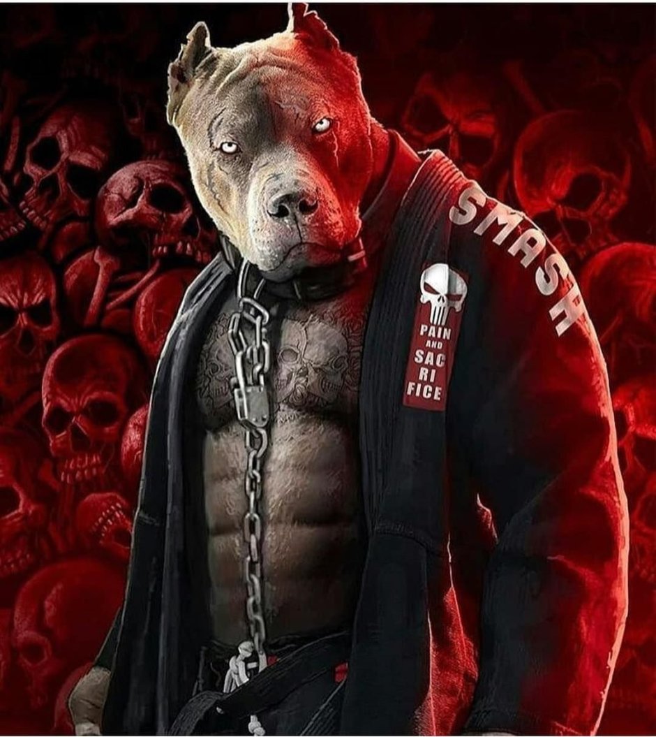 Питбуль в перчатках