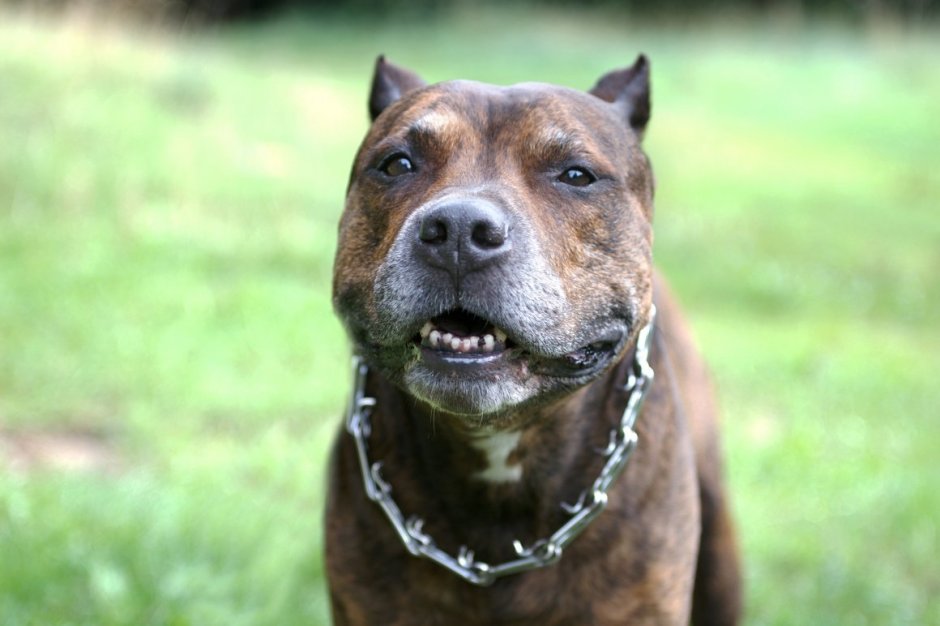 Стаффордширский бультерьер злой