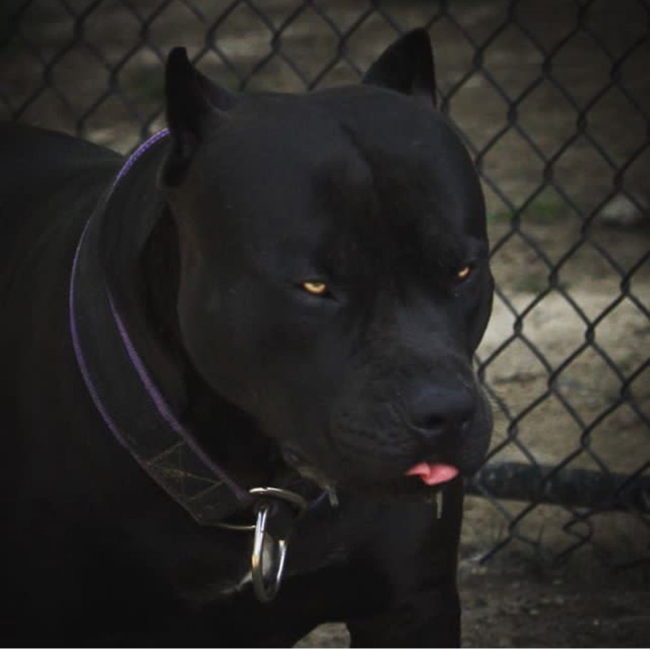 Американский питбуль черный