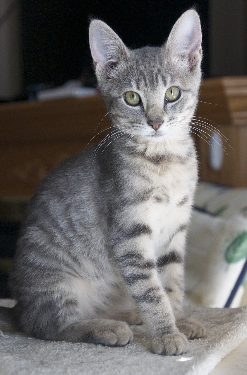 Британец дымчатый полосатый котенок