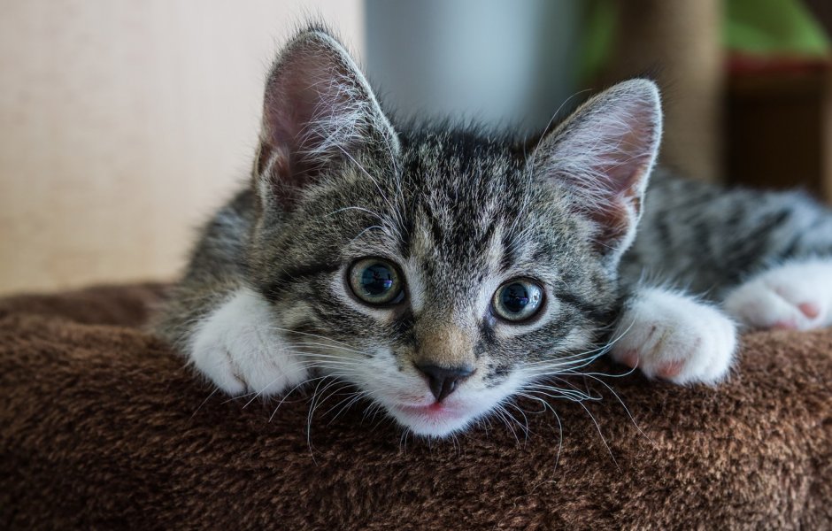 Котенок серо полосатый