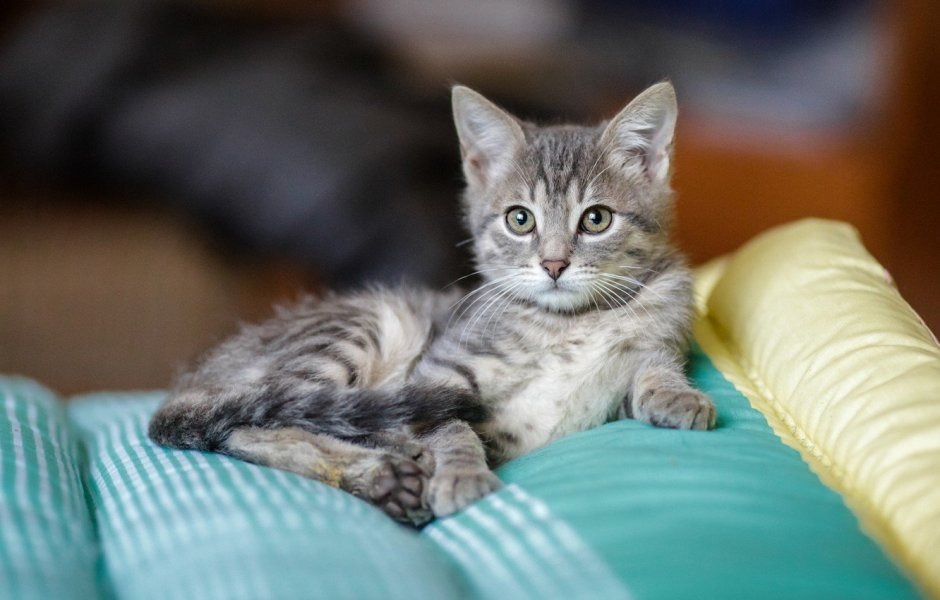 Полосатый котенок