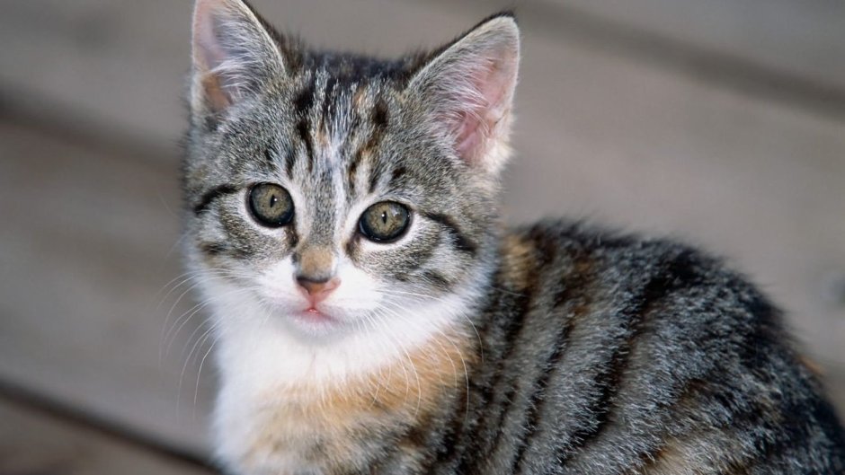 Табби макрель полосатый