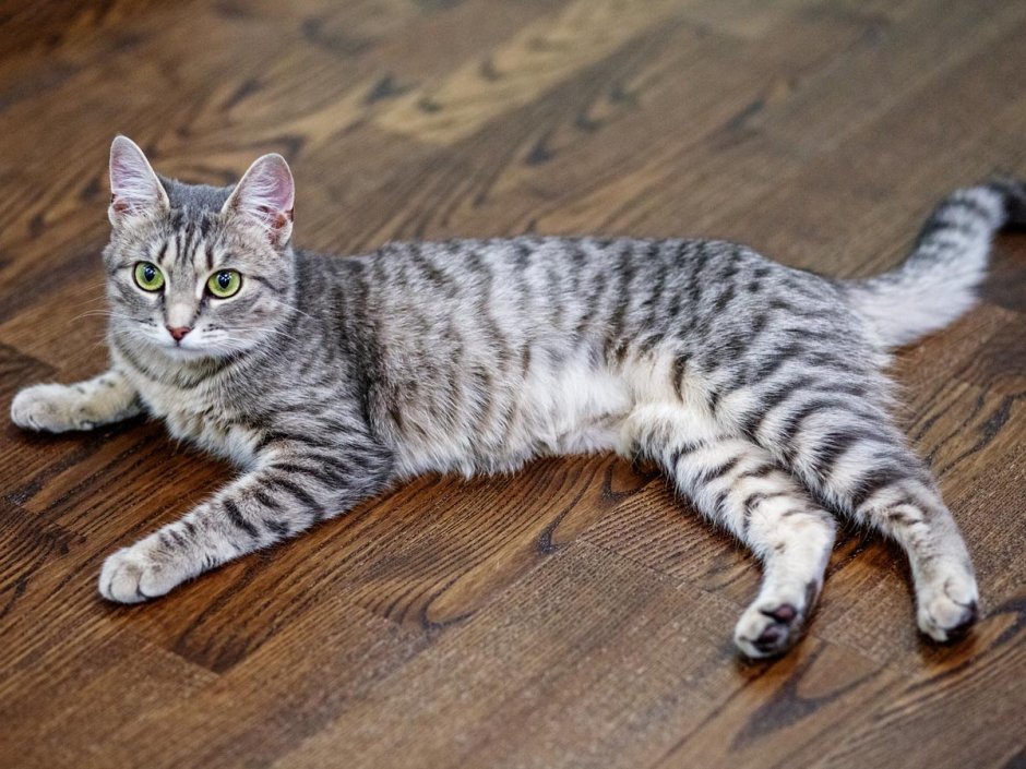 Азиатская табби серая полосатая
