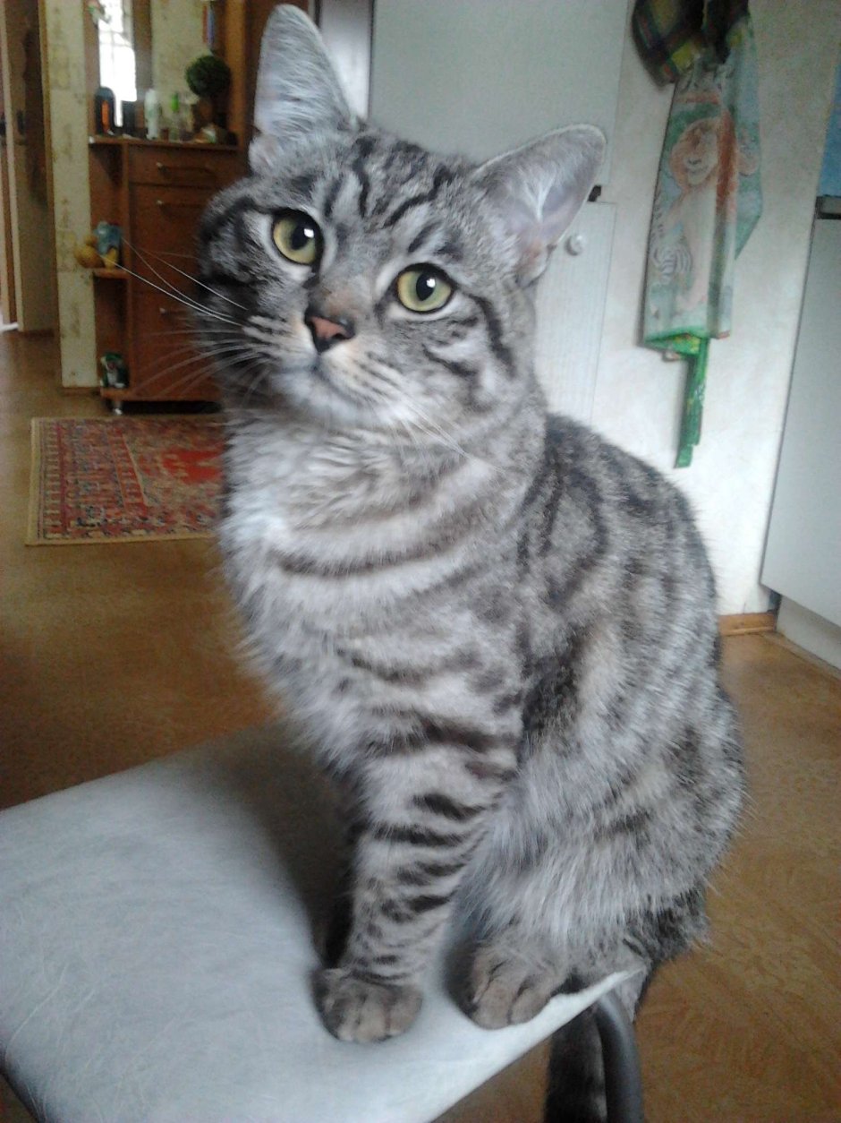 Британец дымчатый полосатый котенок