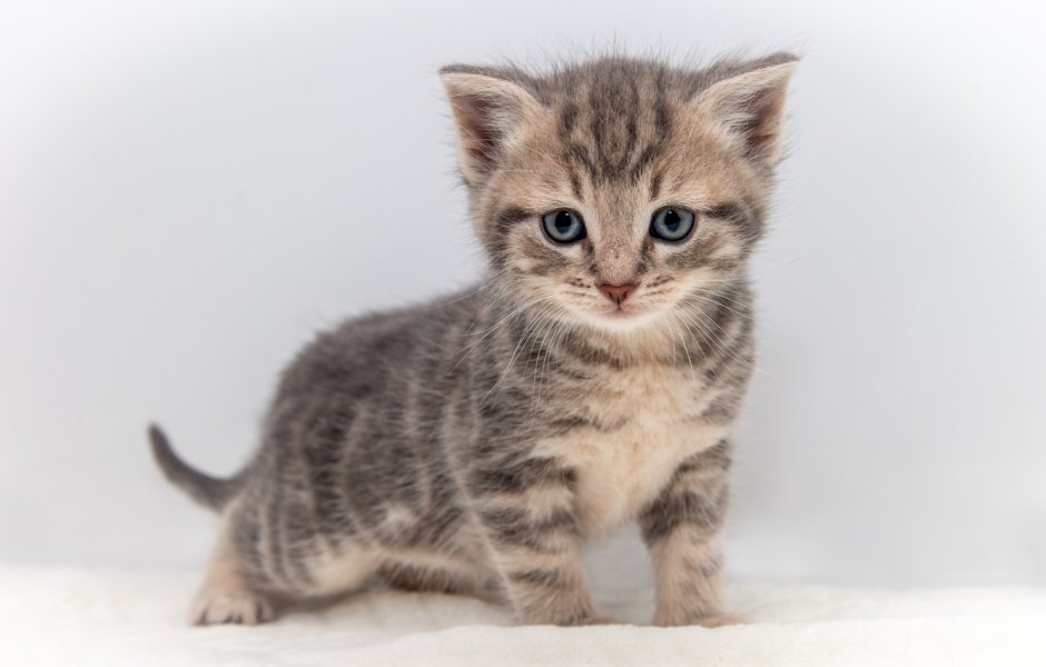 Котенок серо полосатый