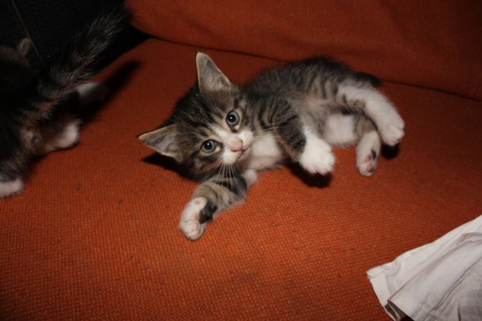 Полосатый котенок с белыми лапками