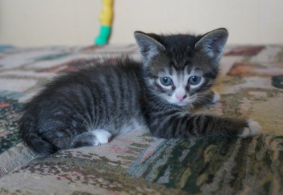 Котенок серо полосатый