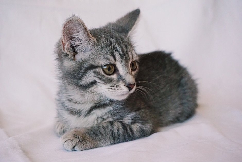 Серый котенок с полосками