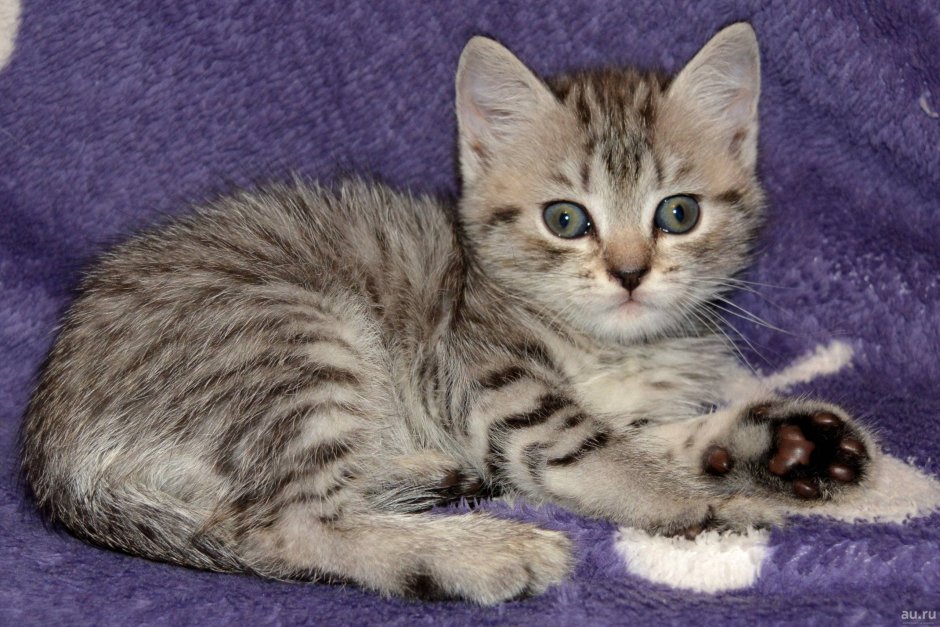 Вискас порода кошек