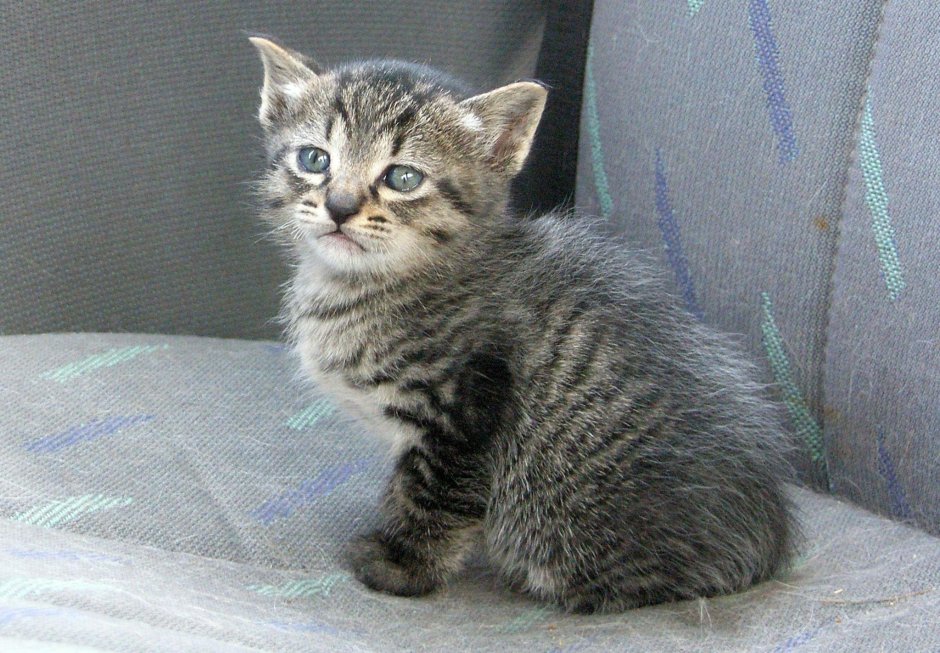 Сибирская кошка полосатая короткошерстная