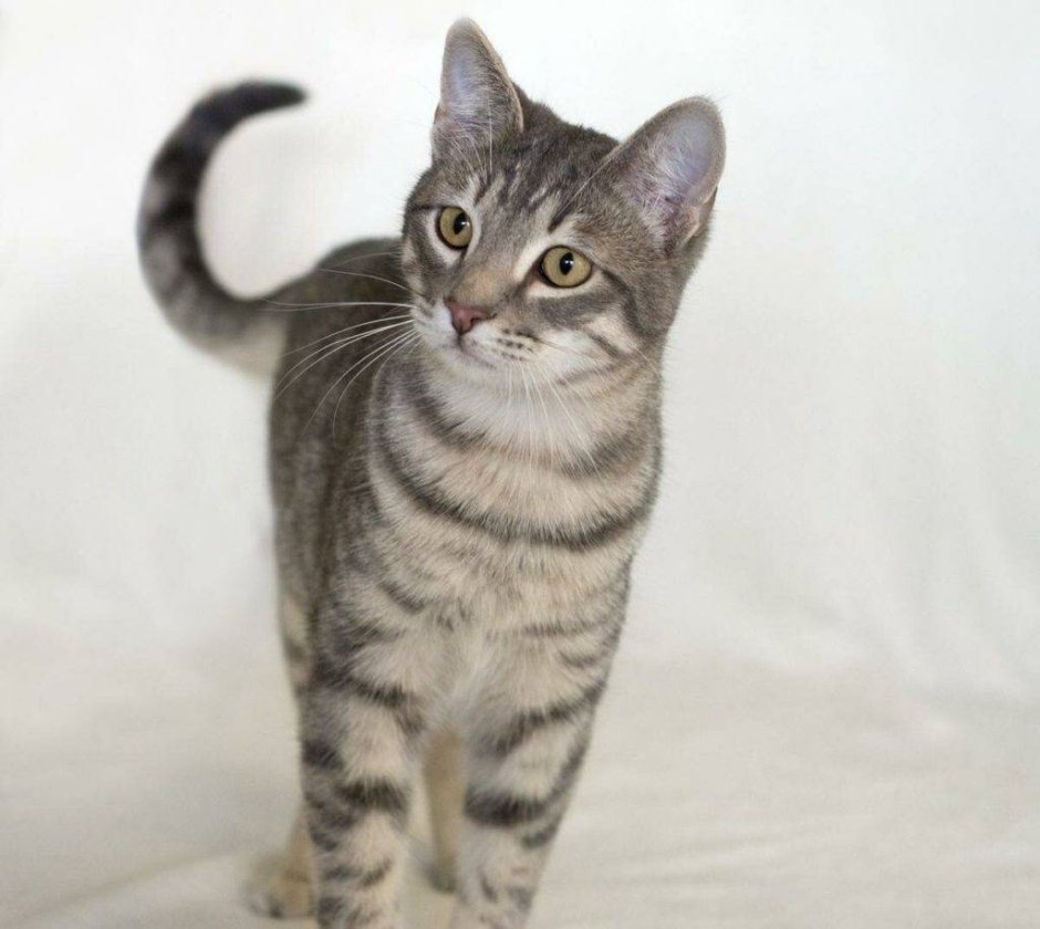 Азиатская табби серая полосатая