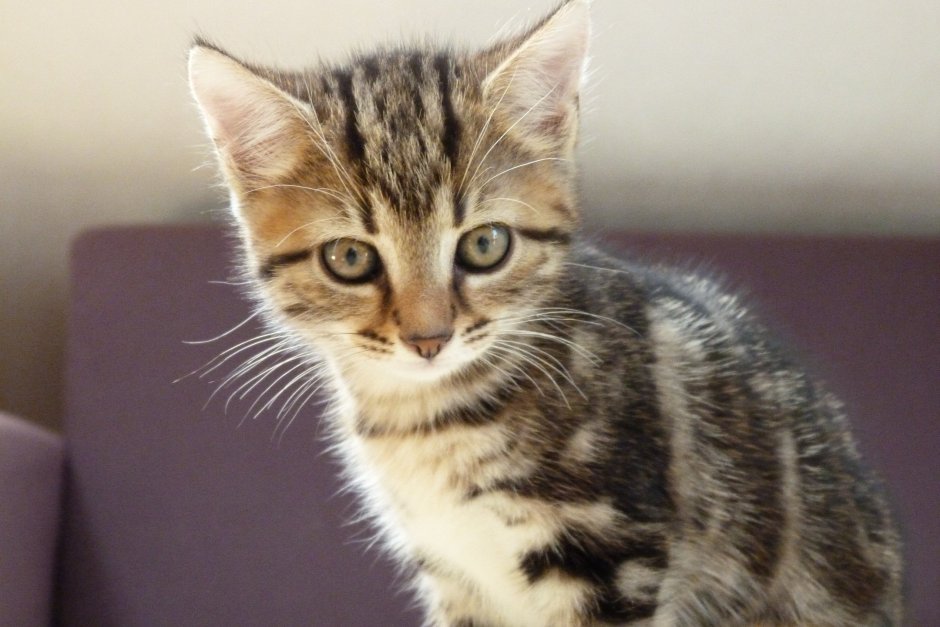 Красивые полосатые котята