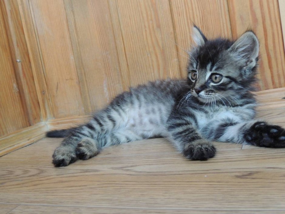 Дымчатый полосатый котенок