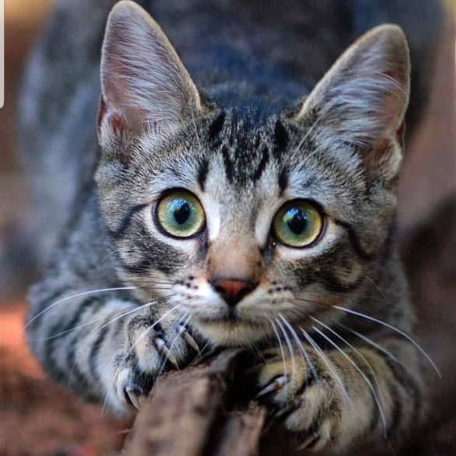 Серая полосатая кошка