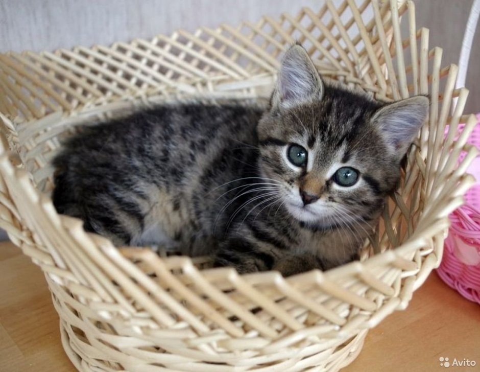 Котенок серенький в полосочку
