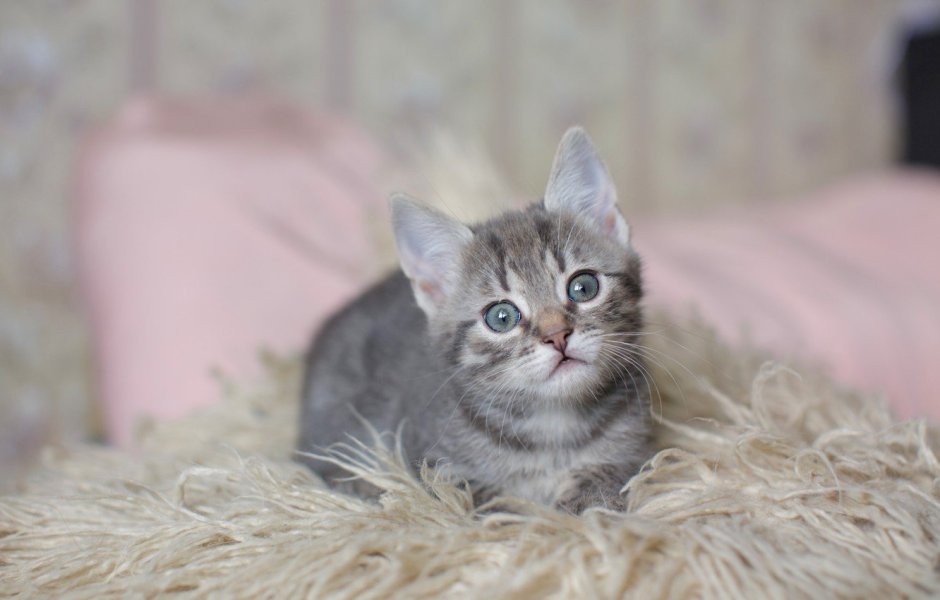 Котенок серо полосатый