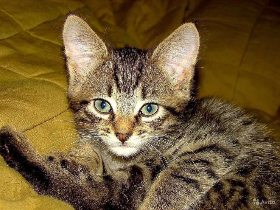 Серый полосатый котенок порода