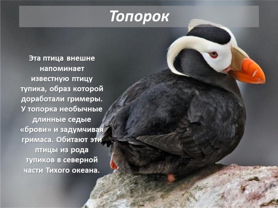 Тупик Топорок