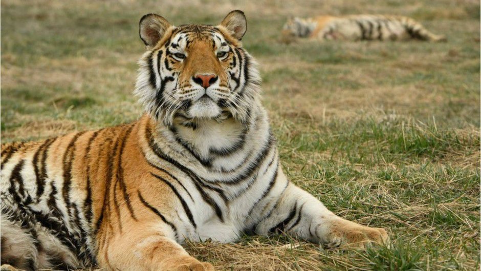 "King Tiger" 1 /35 "Моделист