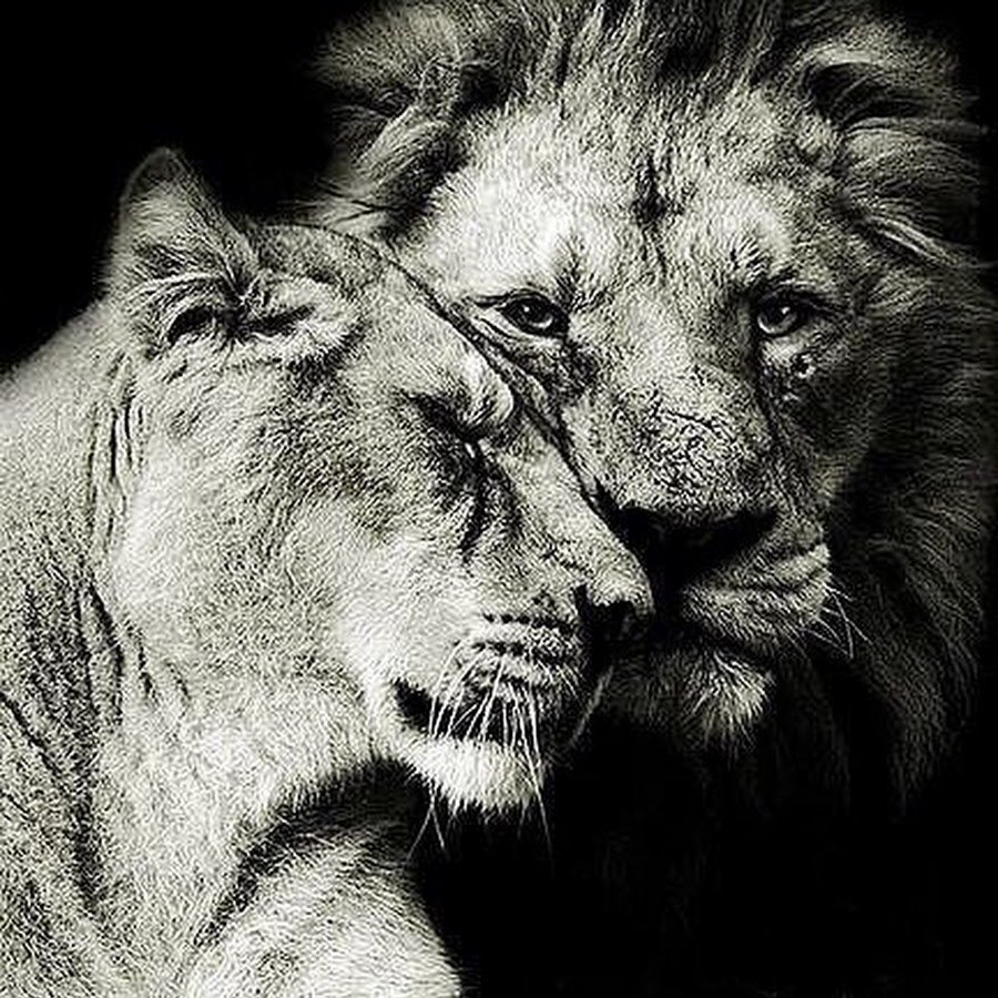 Лев и львица идут