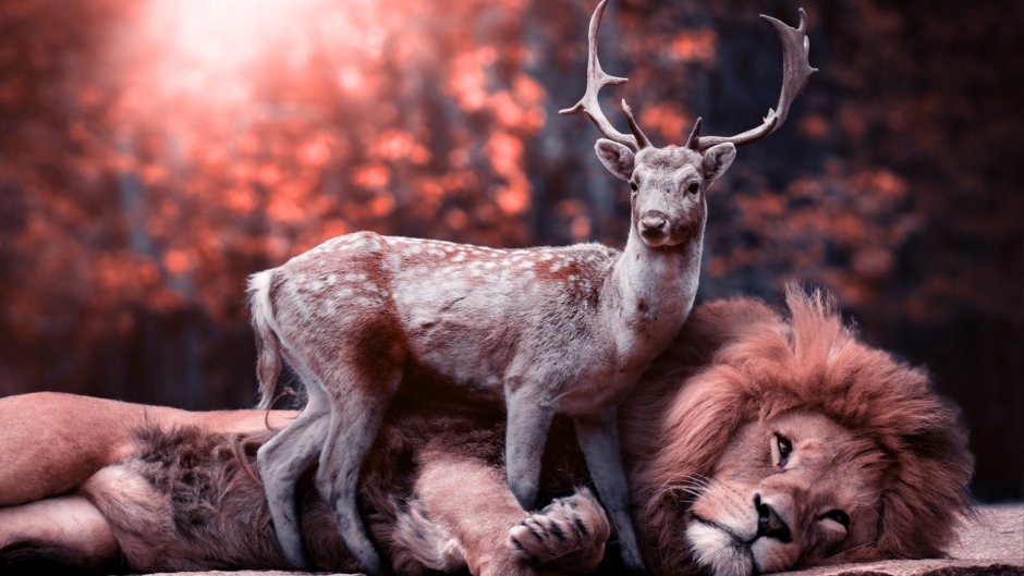 Красивые животные