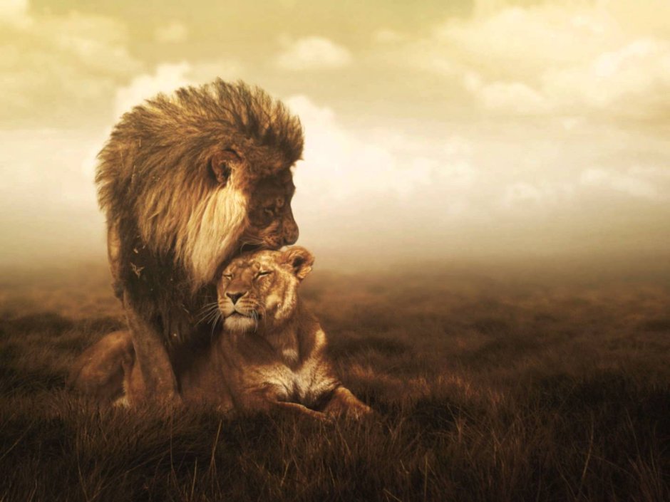 Лев мудрость