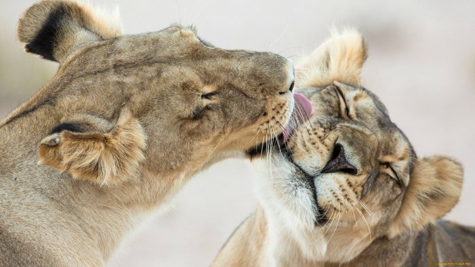 Инь Янь львы