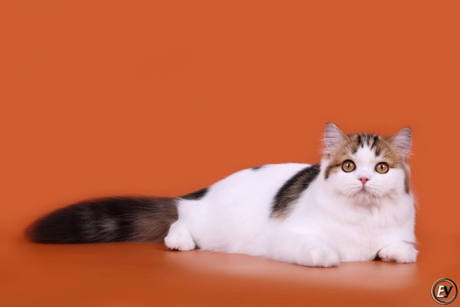 Окрас Арлекин