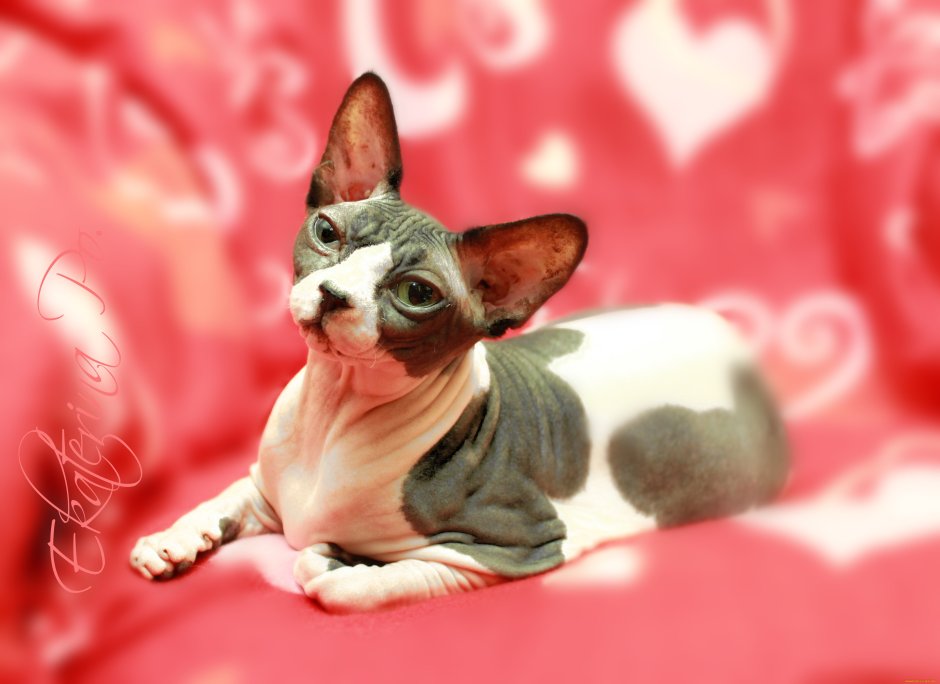 Сфинкс кошка