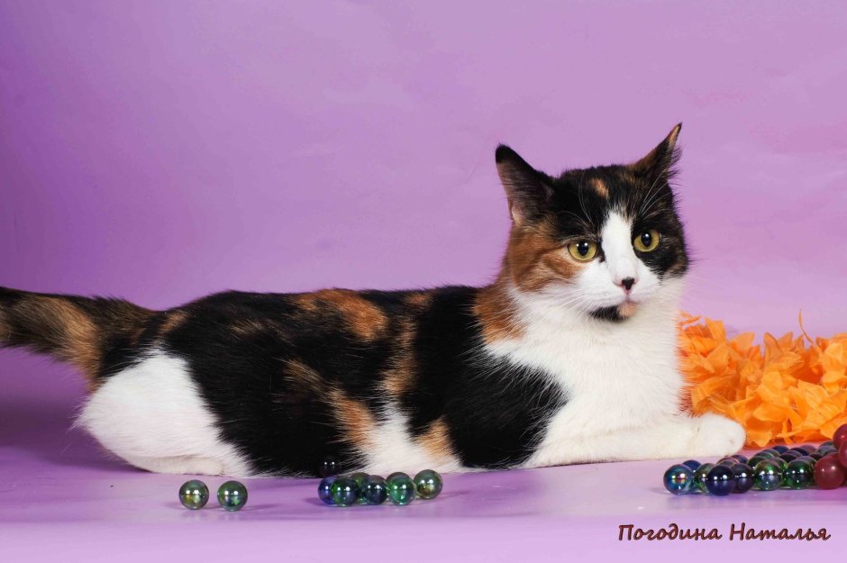 Шотландская вислоухая Арлекин