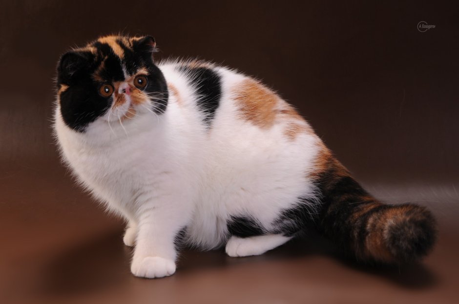 Пестрый котенок