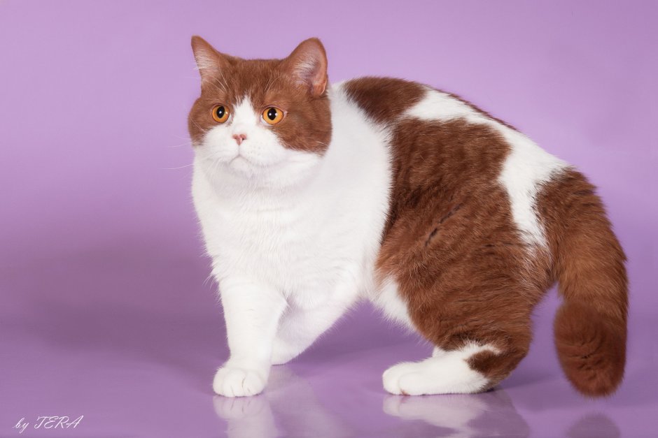 Хайленд фолд Арлекин