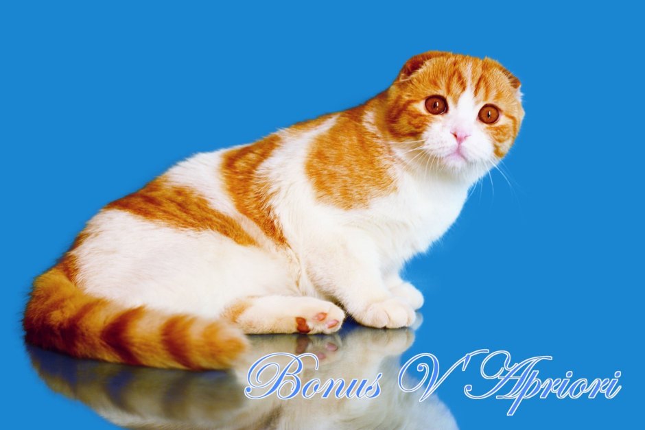 Голубой биколор европейская короткошерстная