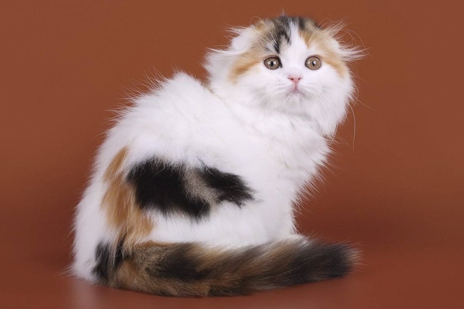 Скоттиш фолд Арлекин
