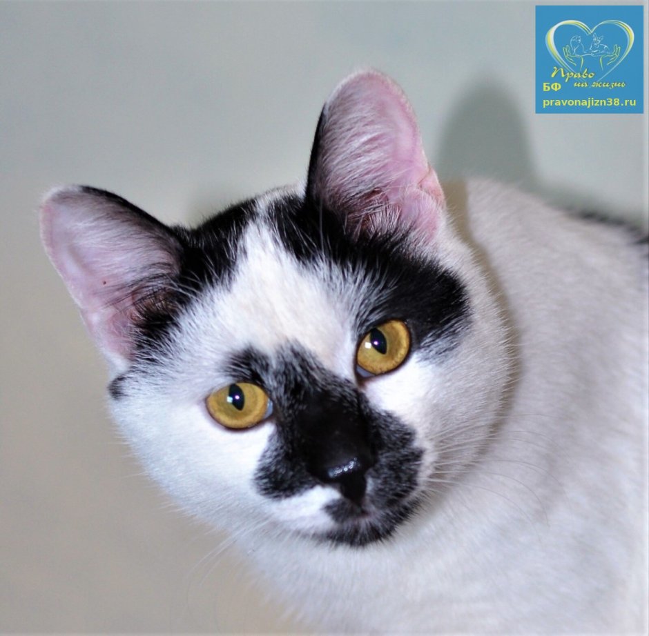 Курильский бобтейл биколор