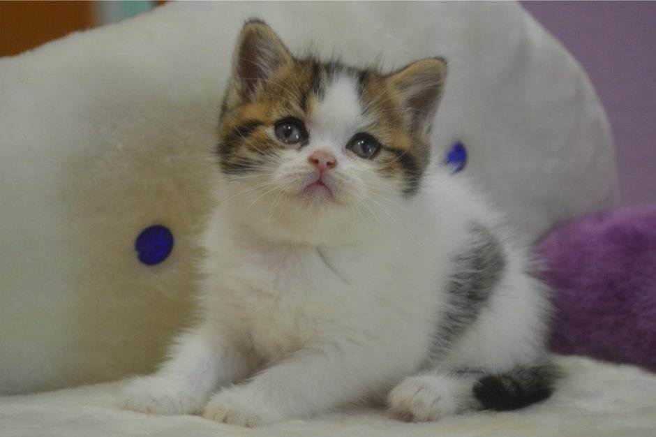 Курильский бобтейл Арлекин