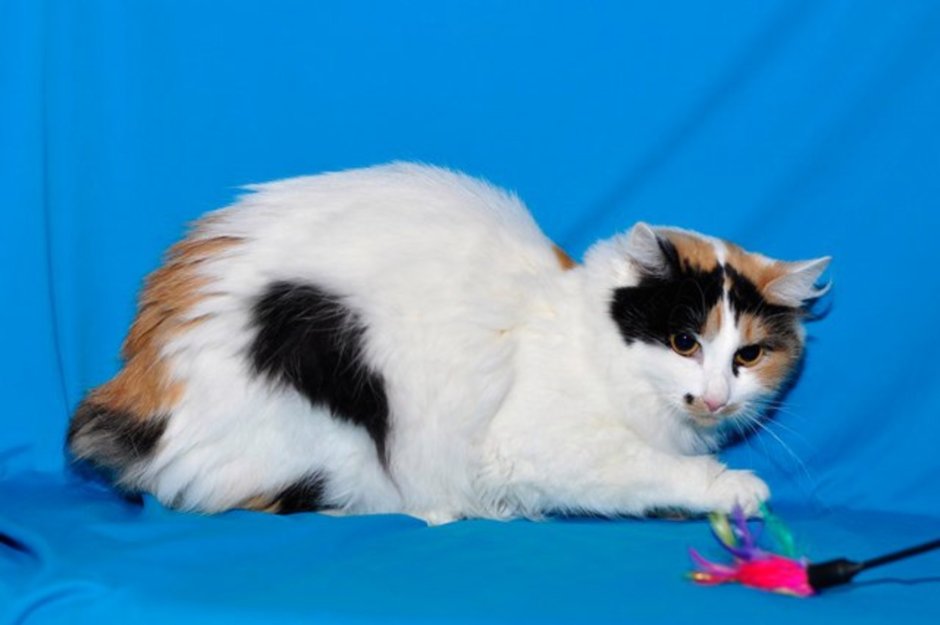 Окрасы скоттиш страйт Арлекин