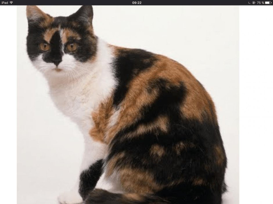 Черно белые коты