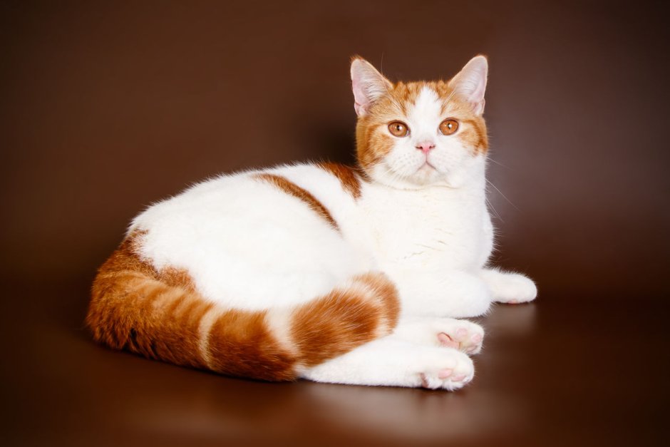 Шотландская вислоухая Арлекин