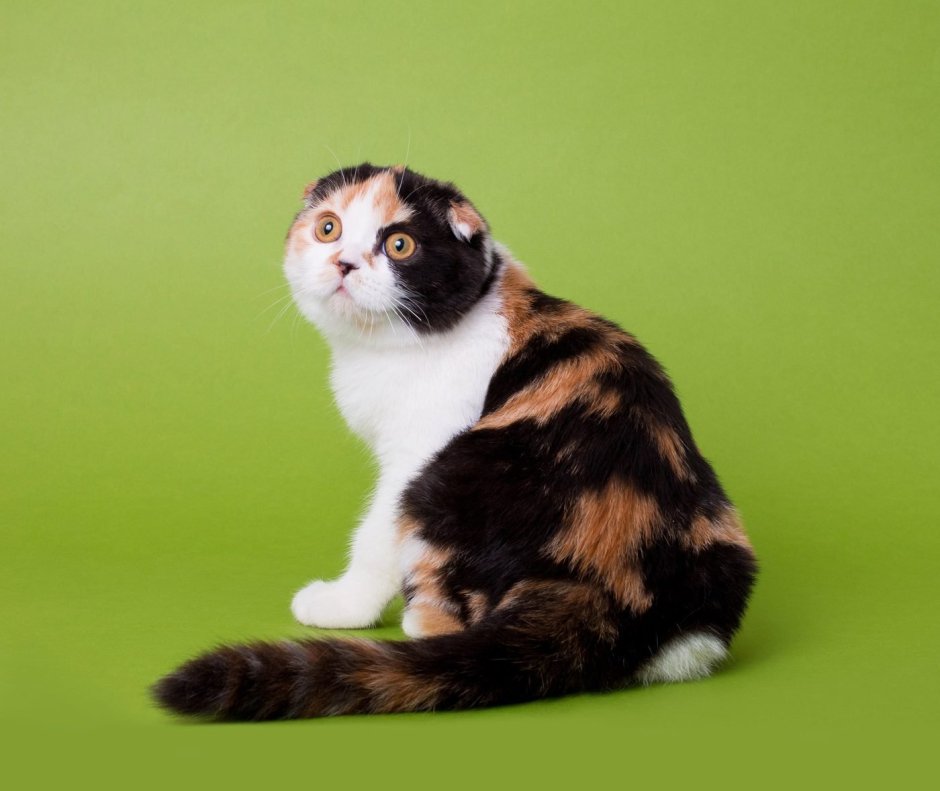 Табби биколор