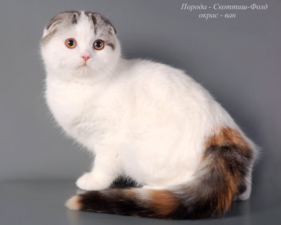 Трехцветные кошки Калико