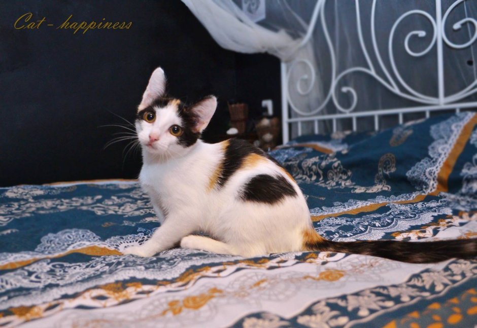 Шотландская вислоухая Арлекин