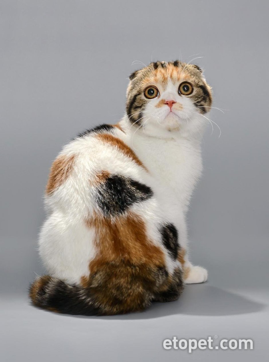 Европейская короткошерстная кошка трехцветная