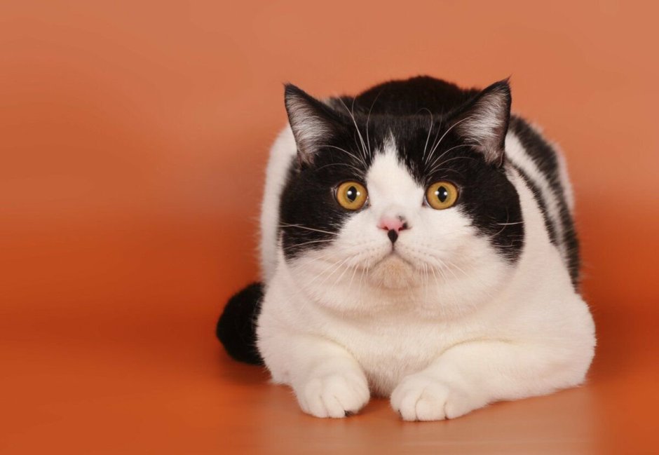 Порода Калико